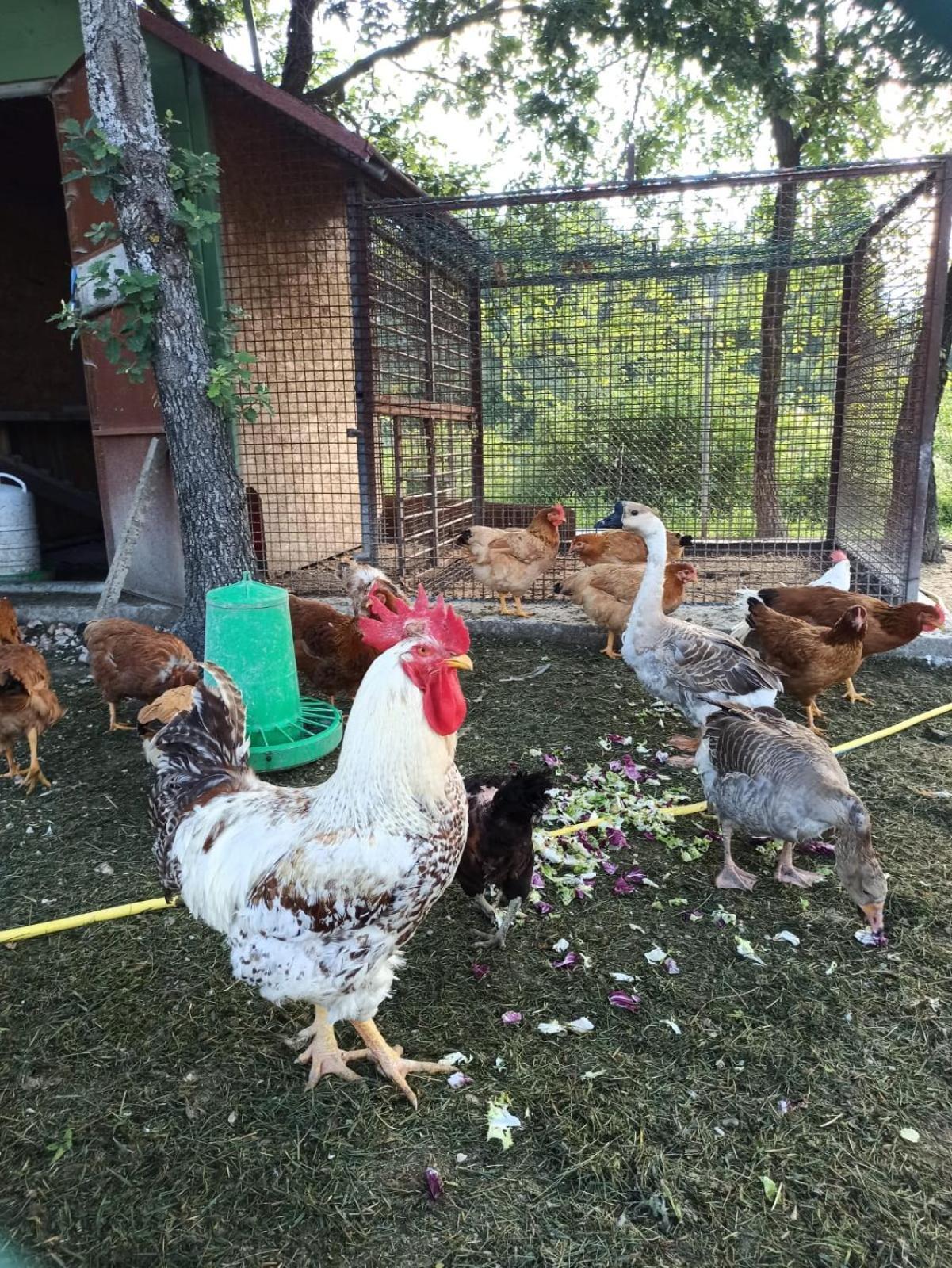 Ca' Gulino - Urbino - Villa Con Minipiscina In Borgo Antico Exteriör bild
